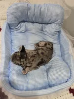 Marry, a female French Bulldog for sale in Buffalo, NY – Photo 7 of 7