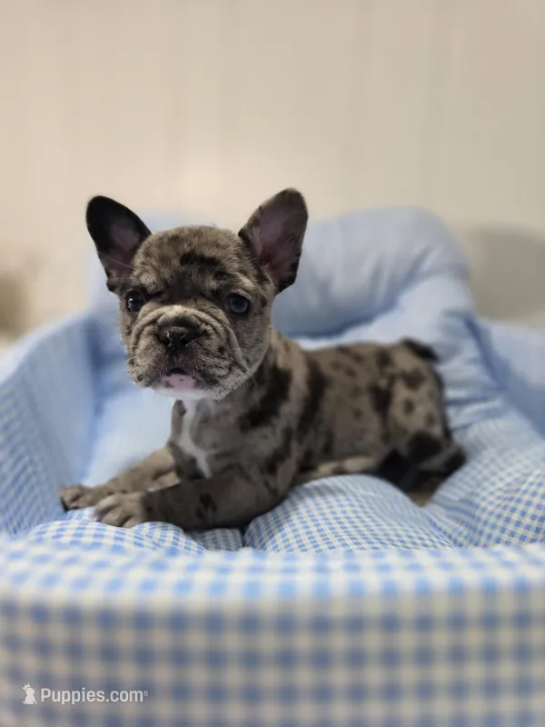 Marry – French Bulldog puppy for sale in Buffalo, NY