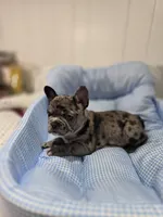 Marry, a female French Bulldog for sale in Buffalo, NY – Photo 4 of 7