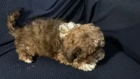 Alpachino, a male Lhasapoo and Chipoo for sale in New York City, NY – 3 of 5