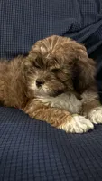Alpachino, a male Lhasapoo and Chipoo for sale in New York City, NY – 2 of 5