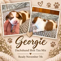 Georgie, a male Shih Tzu and Miniature Dachshund for sale in Connersville, IN – 1 of 1
