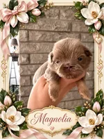 Magnolia, a female Shih Tzu for sale in Connersville, IN – 1 of 1