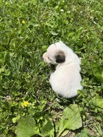 Sydney, a female Jack Russell Terrier for sale in Beechgrove, TN – 3 of 5