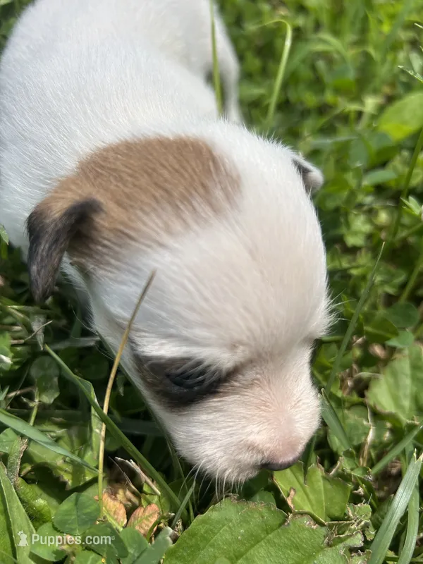 Bloom – Jack Russell Terrier puppy for sale in Beechgrove, TN