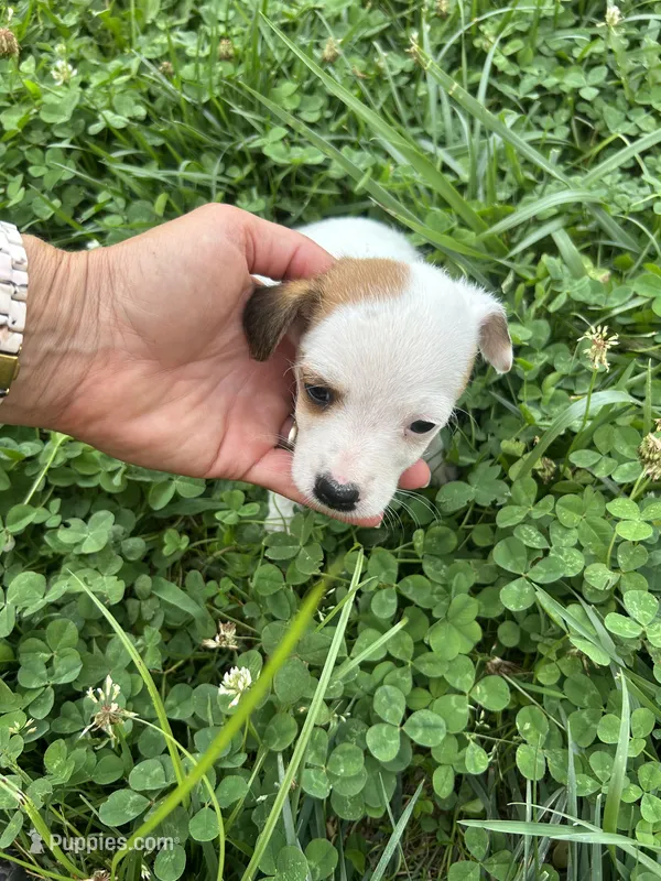 Bloom – Jack Russell Terrier puppy for sale in Beechgrove, TN