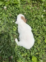 Bloom, a female Jack Russell Terrier for sale in Beechgrove, TN – 4 of 5