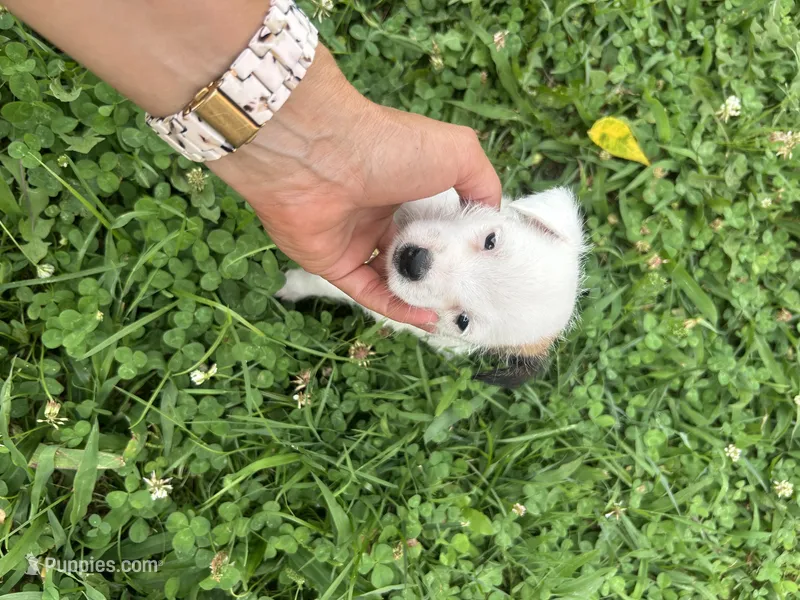 Sydney – Jack Russell Terrier puppy for sale in Beechgrove, TN