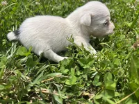 Sydney, a female Jack Russell Terrier for sale in Beechgrove, TN – 2 of 5