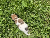 Ruby, a female Jack Russell Terrier for sale in Beechgrove, TN – 2 of 5