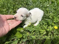 Bloom, a female Jack Russell Terrier for sale in Beechgrove, TN – 5 of 5