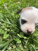 Bloom, a female Jack Russell Terrier for sale in Beechgrove, TN – 2 of 5