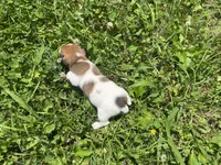 Ruby, a female Jack Russell Terrier for sale in Beechgrove, TN – 5 of 5