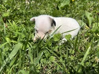 Sydney, a female Jack Russell Terrier for sale in Beechgrove, TN – 5 of 5