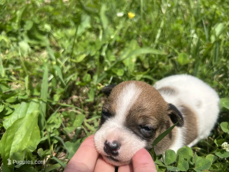 Ruby – Jack Russell Terrier puppy for sale in Beechgrove, TN