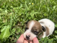 Ruby, a female Jack Russell Terrier for sale in Beechgrove, TN – 1 of 5