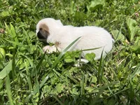 Sydney, a female Jack Russell Terrier for sale in Beechgrove, TN – 4 of 5