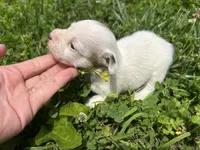 Bloom, a female Jack Russell Terrier for sale in Beechgrove, TN – 3 of 5