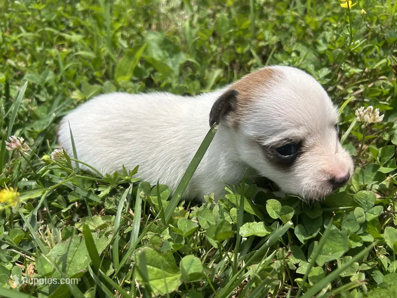 Sydney – Jack Russell Terrier puppy for sale in Beechgrove, TN