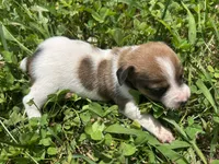 Ruby, a female Jack Russell Terrier for sale in Beechgrove, TN – 4 of 5