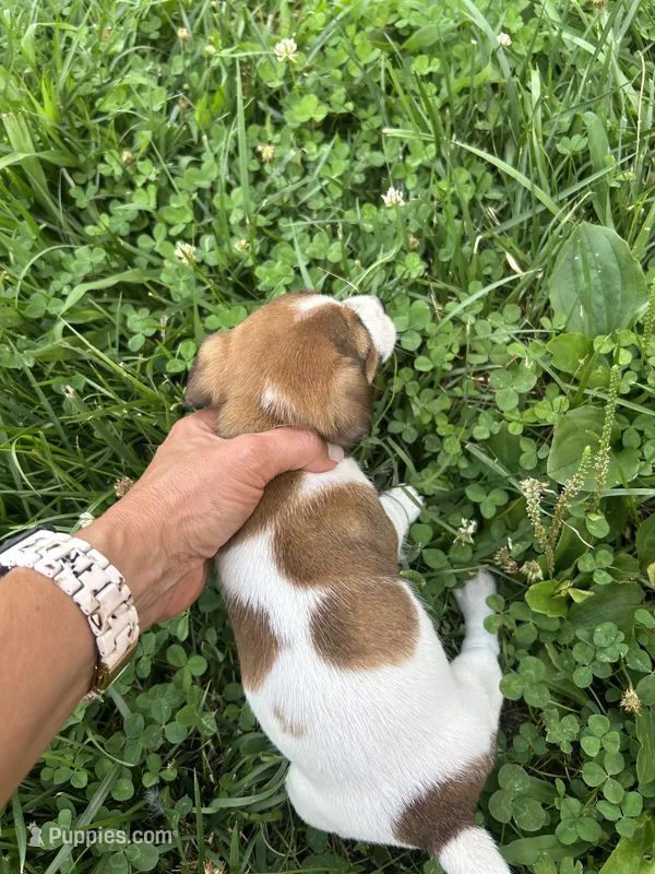 Ruby – Jack Russell Terrier puppy for sale in Beechgrove, TN