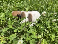Ruby, a female Jack Russell Terrier for sale in Beechgrove, TN – 3 of 5