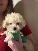 Tcup Charlie , a male Poodle - Toy  for sale in Fairfield Bay, AR – 3 of 7