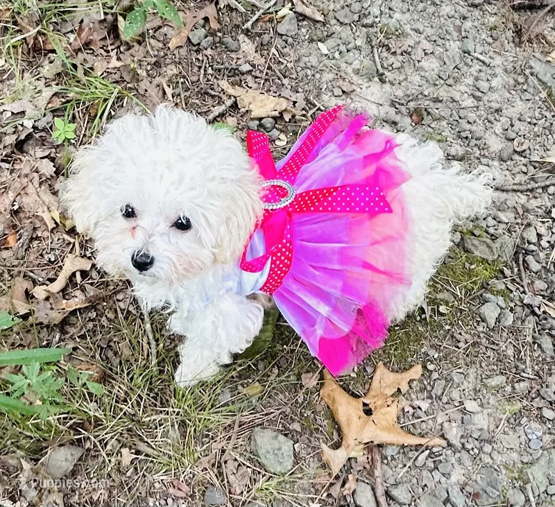 Tcup Darla – Poodle - Toy  puppy for sale in Fairfield Bay, AR