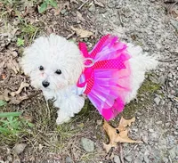 Tcup Darla, a female Poodle - Toy  for sale in Fairfield Bay, AR – 1 of 9
