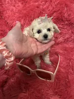 Teacup Chanel , a female Poodle - Toy  for sale in Fairfield Bay, AR – 4 of 10