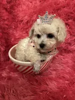 Teacup Chanel , a female Poodle - Toy  for sale in Fairfield Bay, AR – 10 of 10