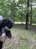 Stella silver , a female Poodle - Toy  for sale in Fairfield Bay, AR – 5 of 5