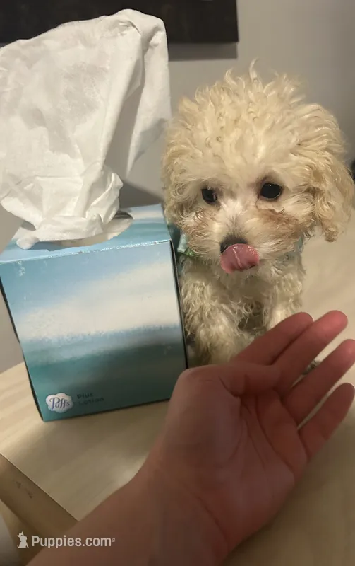 Mickey TCUP – Poodle - Toy  puppy for sale in Fairfield Bay, AR