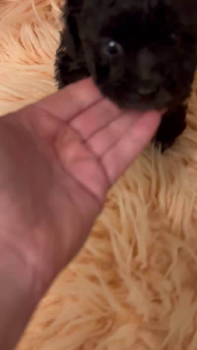 Stella, a female Poodle - Toy  for sale in Fairfield Bay, AR – 2 of 2