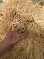 Teacup Chanel, a female Poodle - Toy  for sale in Fairfield Bay, AR – 2 of 5