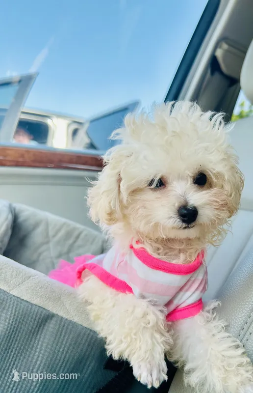 Teacup Darla – Poodle - Toy  puppy for sale in Fairfield Bay, AR