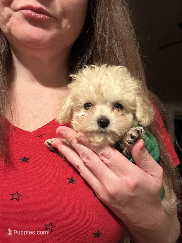 Tcup Charlie  – Poodle - Toy  puppy for sale in Fairfield Bay, AR