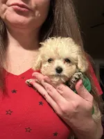 Tcup Charlie , a male Poodle - Toy  for sale in Fairfield Bay, AR – 4 of 7