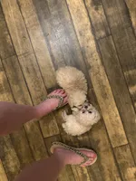Mickey TCUP, a male Poodle - Toy  for sale in Fairfield Bay, AR – 5 of 5