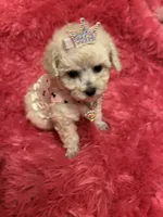 Teacup Chanel , a female Poodle - Toy  for sale in Fairfield Bay, AR – 9 of 10