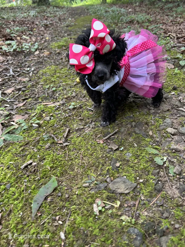 Stella silver  – Poodle - Toy  puppy on hold in Fairfield Bay, AR