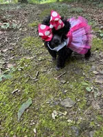 Stella silver , a female Poodle - Toy  for sale in Fairfield Bay, AR – 2 of 5