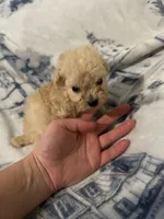 Charlie , a male Poodle - Toy  for sale in Fairfield Bay, AR – 6 of 8