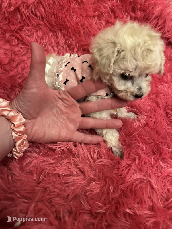 Teacup Chanel  – Poodle - Toy  puppy for sale in Fairfield Bay, AR