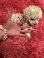 Teacup Chanel , a female Poodle - Toy  for sale in Fairfield Bay, AR – 1 of 10