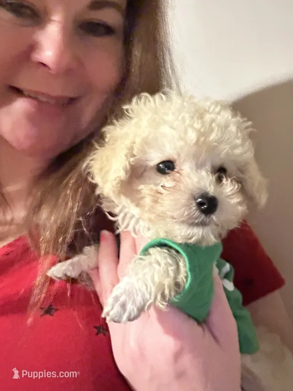 Tcup Charlie  – Poodle - Toy  puppy for sale in Fairfield Bay, AR