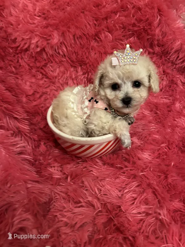 Teacup Chanel – Poodle - Toy  puppy for sale in Fairfield Bay, AR