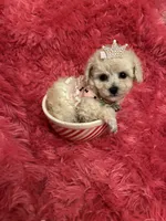 Teacup Chanel , a female Poodle - Toy  for sale in Fairfield Bay, AR – 3 of 10