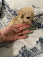 Charlie , a male Poodle - Toy  for sale in Fairfield Bay, AR – 3 of 8