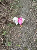 Tcup Darla, a female Poodle - Toy  for sale in Fairfield Bay, AR – 3 of 9